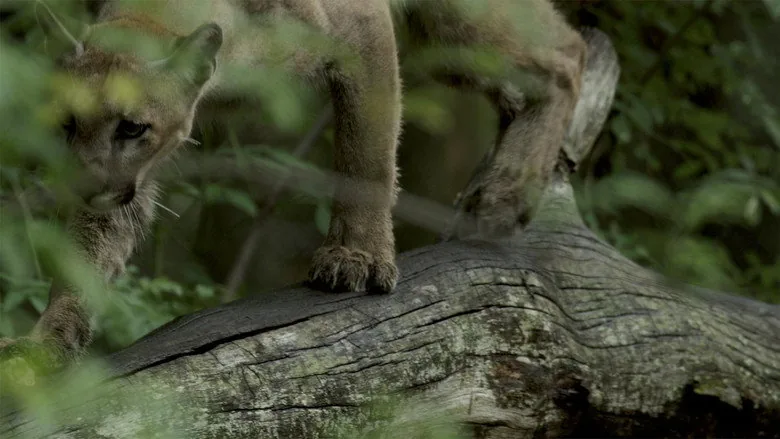 Path of the Panther sahne 4